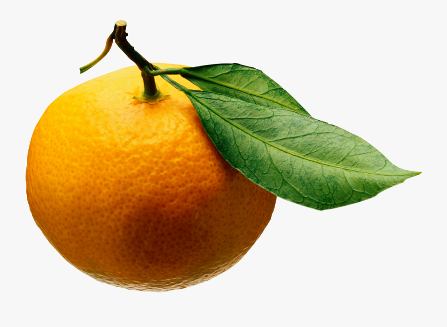 Shop To Be Green - Disease Cycle Of Citrus Greening, Transparent Clipart
