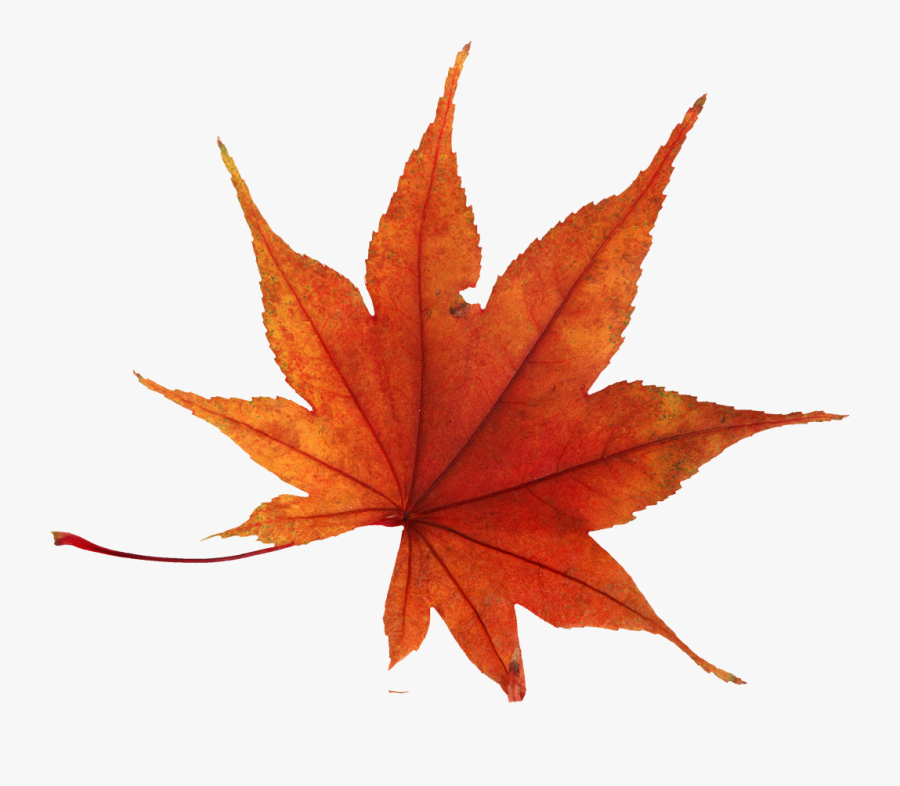 Autumn Leaf Png Transparent Background, Transparent Clipart
