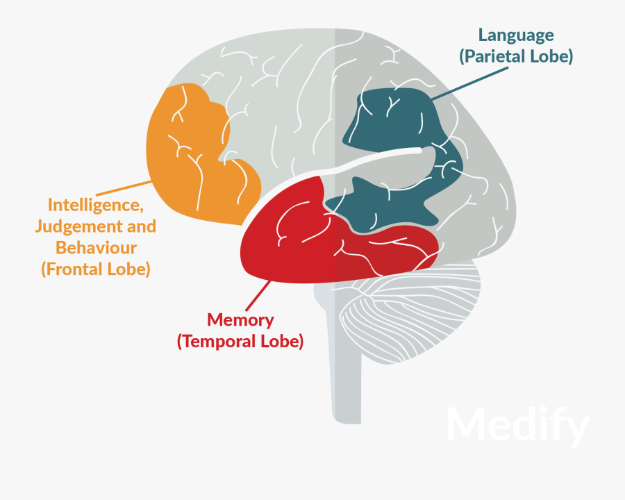 Confused Brain Png - Illustration, Transparent Clipart