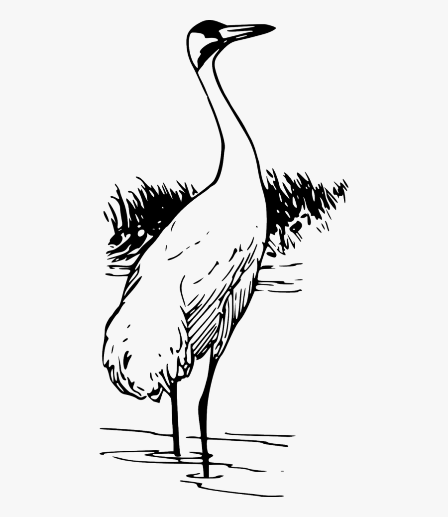 Crane Water Bird - Whooping Crane Clipart, Transparent Clipart