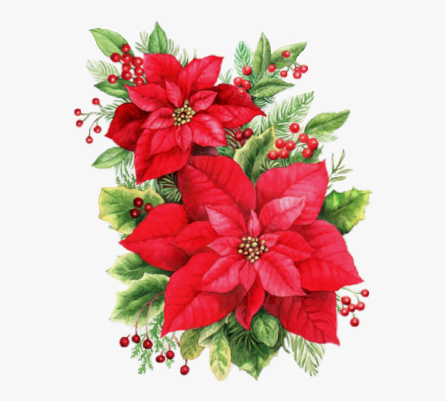 #poinsettias #christmas #holly #evergreens - Good Morning Image With Wednesday, Transparent Clipart