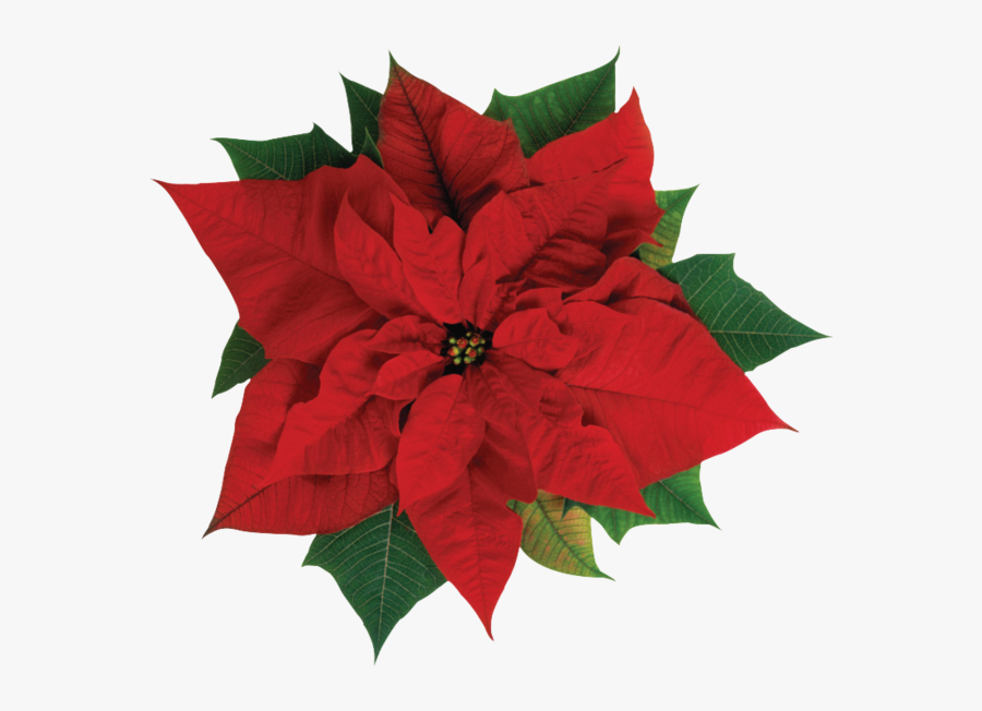 Christmas Poinsettia Png - Poinsettia Flower, Transparent Clipart