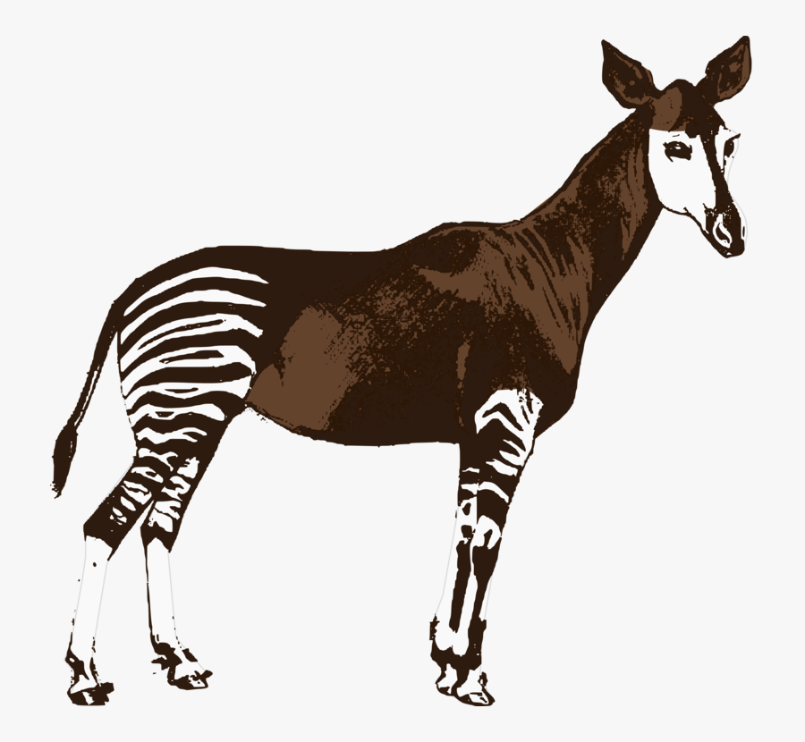 Animal - Okapi, Transparent Clipart