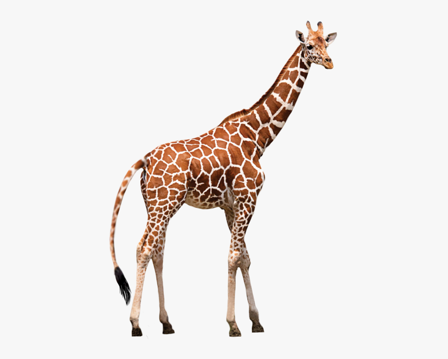 Okapi Vertebrate Northern Giraffe Panthera - Giraffe Png Transparent, Transparent Clipart