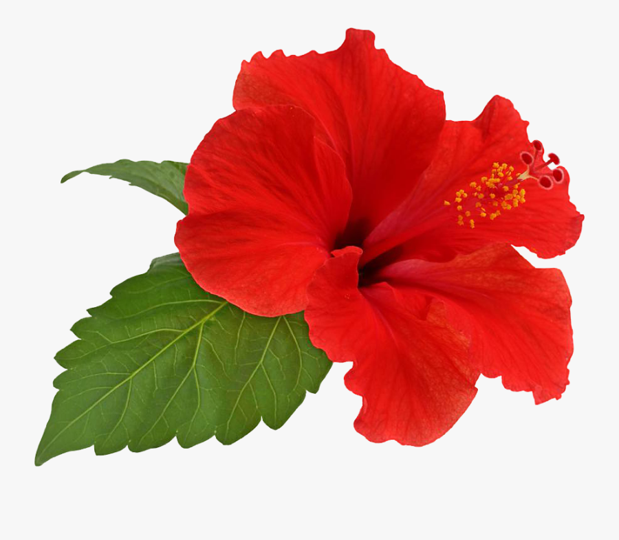 Transparent Hibiscus Clipart Png - Hibiscus Png, Transparent Clipart