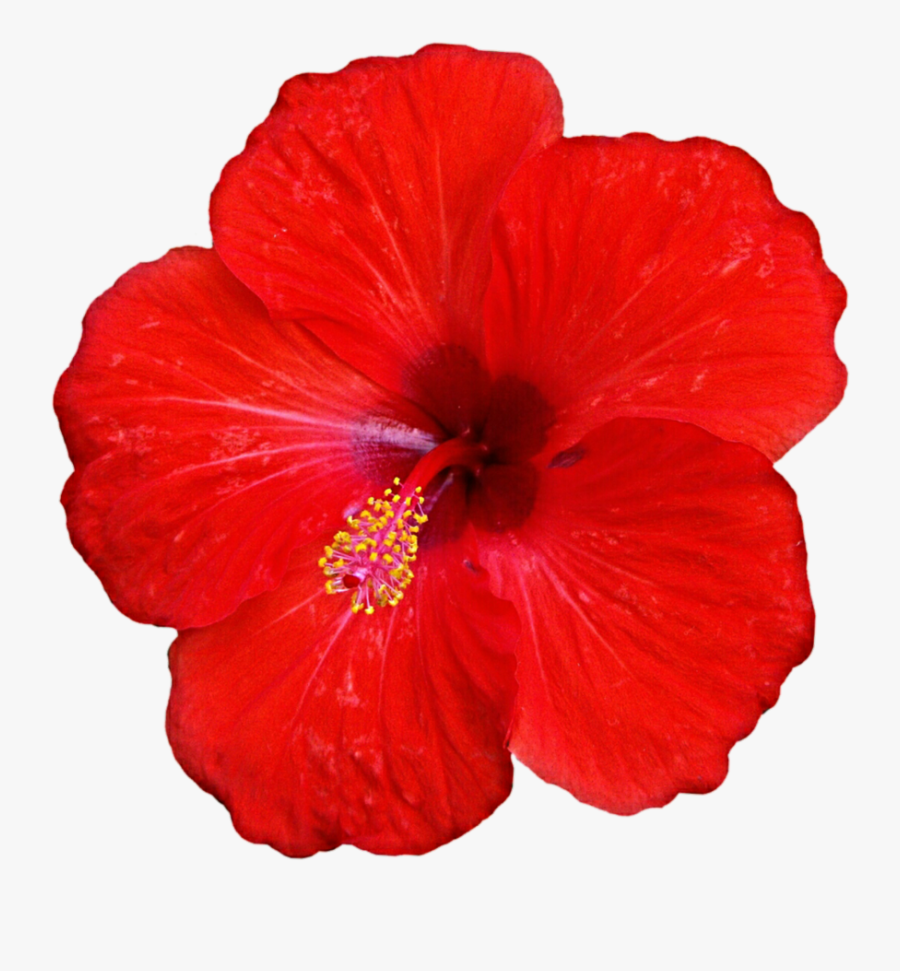 Clip Art Red For Free - Clipart Red Gumamela Flower, Transparent Clipart