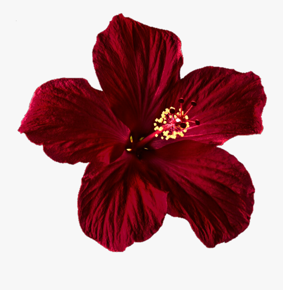 Hibiscus Clipart Png Tumblr - Transparent Red Flower, Transparent Clipart