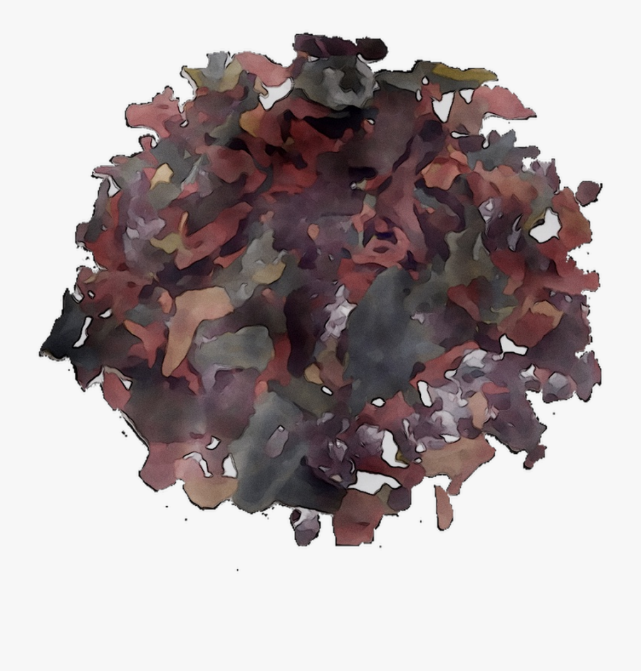 Hibiscus Tea Rosemallows Green Black Free Hd Image - Tree, Transparent Clipart