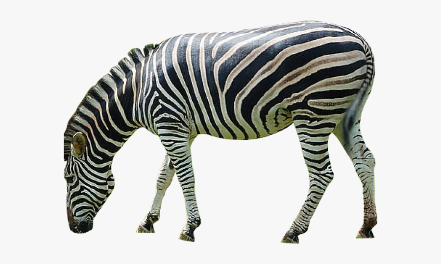 Zebra Png Transparent Images - Zebra Png, Transparent Clipart