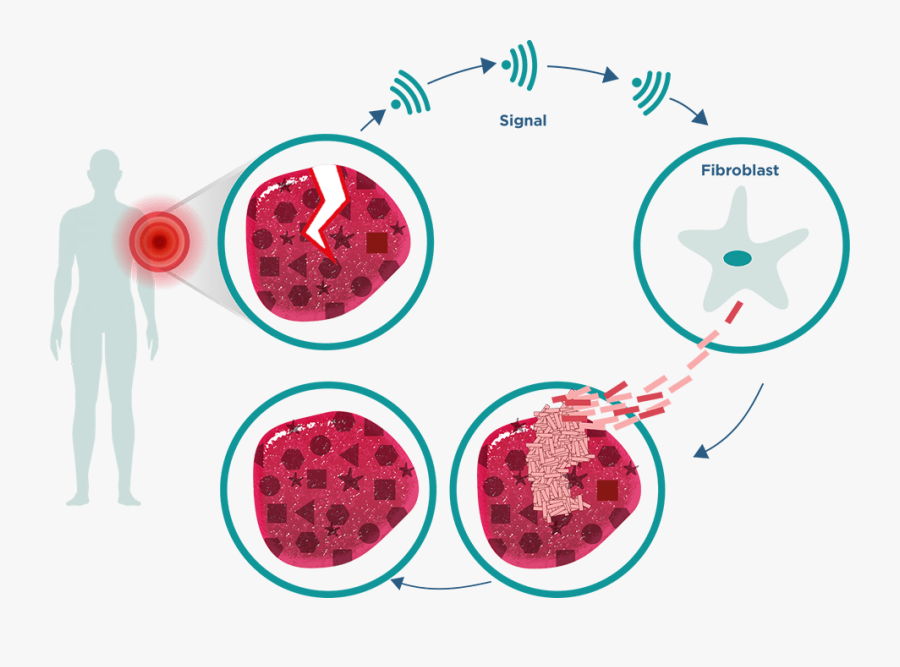Circle, Transparent Clipart