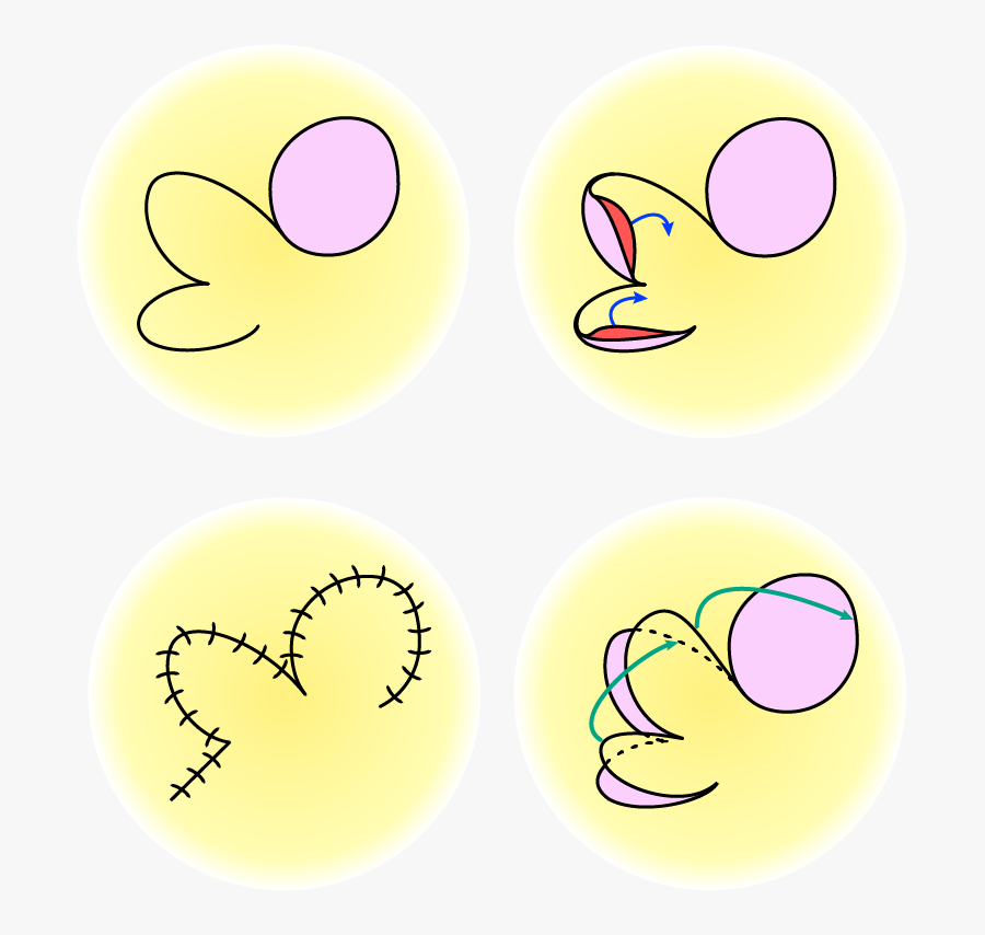 Circle, Transparent Clipart