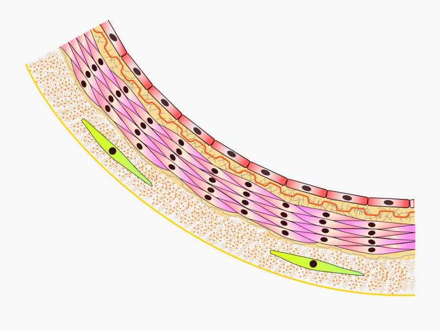 Connective Tissue Png Transparent , Free Transparent Clipart ClipartKey