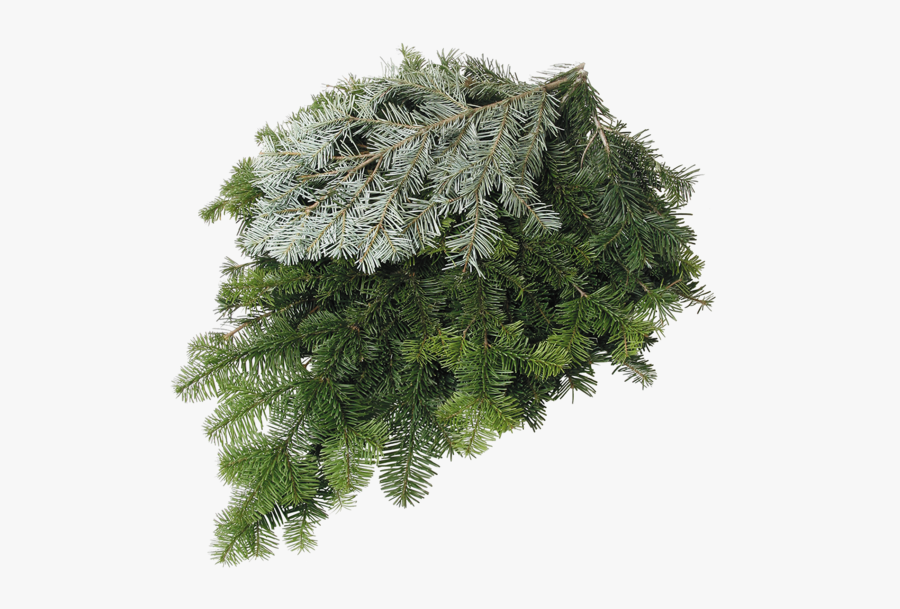 Clip Art Greens Davenport Garden Centre - Fresh Evergreen, Transparent Clipart