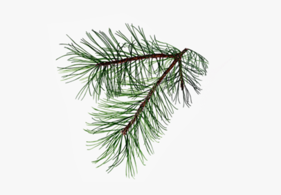 Pine Needles Branch Drawing, Transparent Clipart