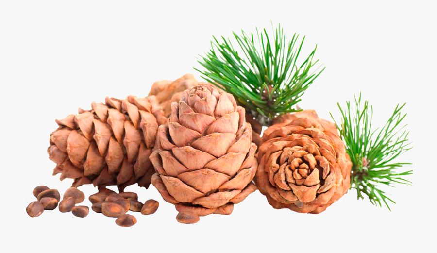 Clip Art Cedar Cone - Pine Nut Png, Transparent Clipart