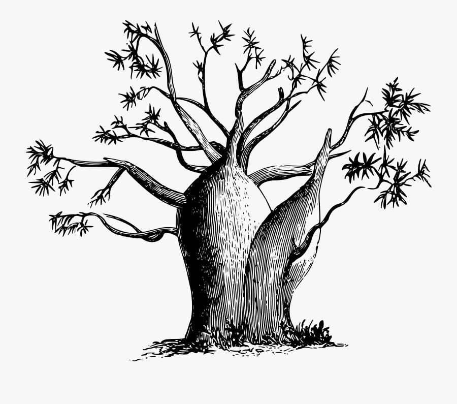 Australian Drawing Tree - Australian Boab Tree Vector, Transparent Clipart