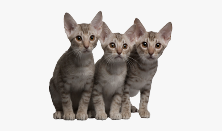 4 Cats Png - 5 Kucing, Transparent Clipart