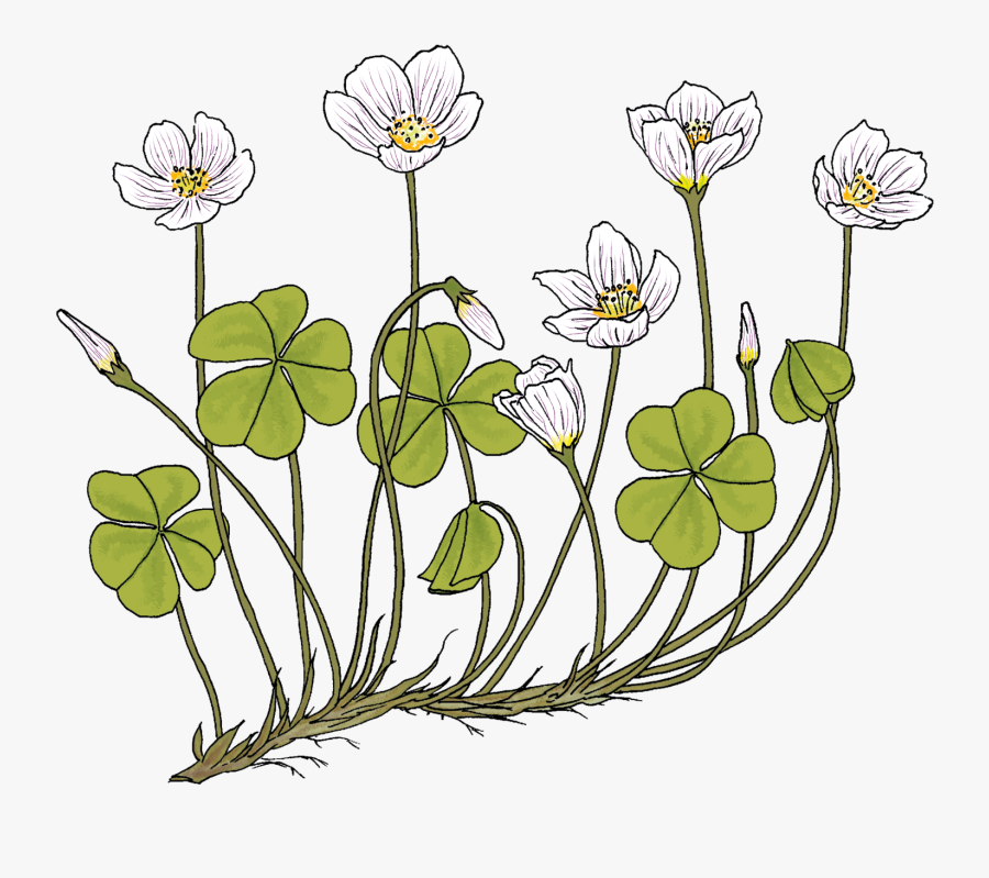 Buttercup, Transparent Clipart