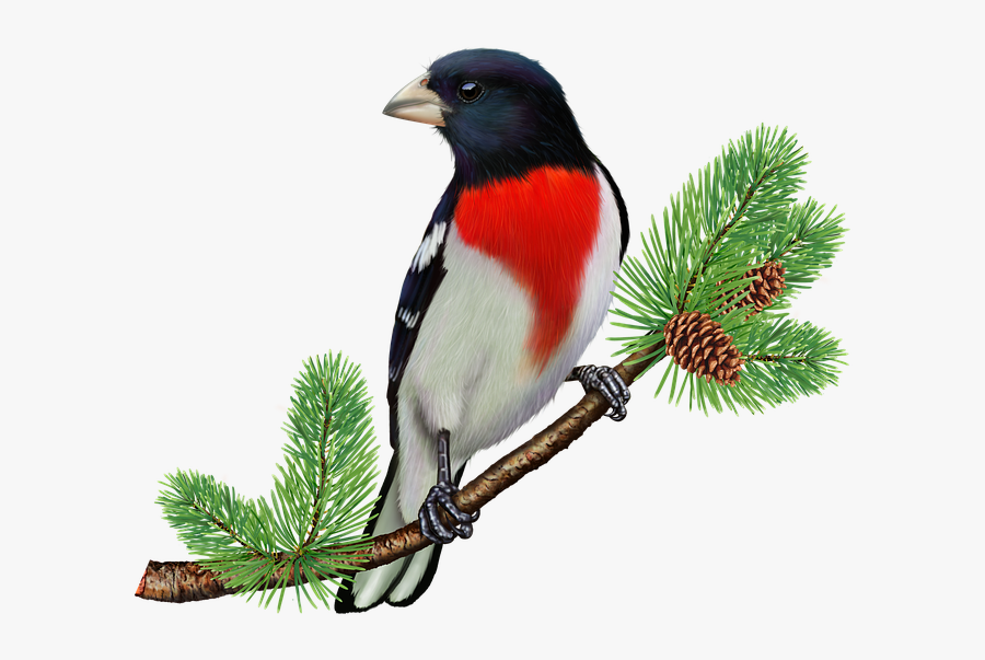 Flying Rose Breasted Grosbeak No Background, Transparent Clipart