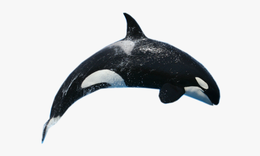Killer Whale Transparent Background, Transparent Clipart