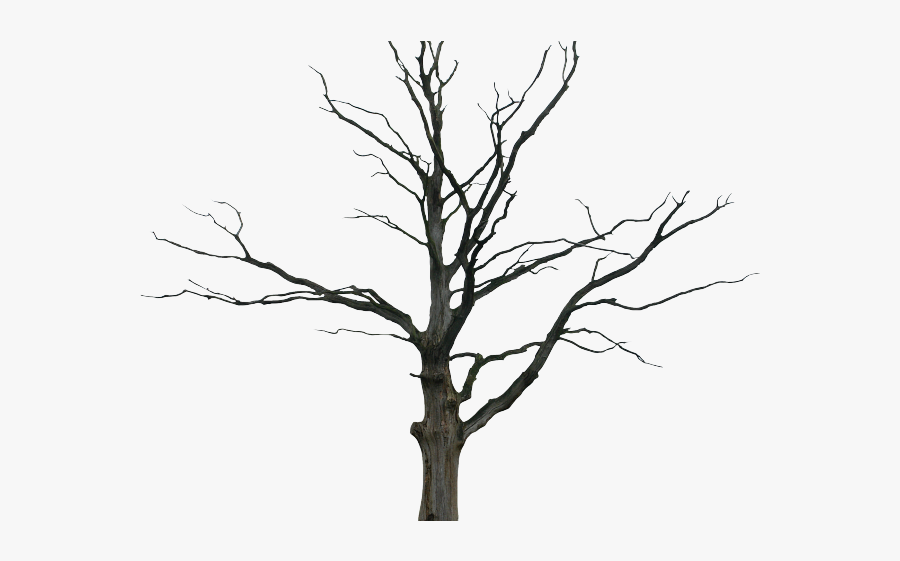 Dead Tree Png, Transparent Clipart