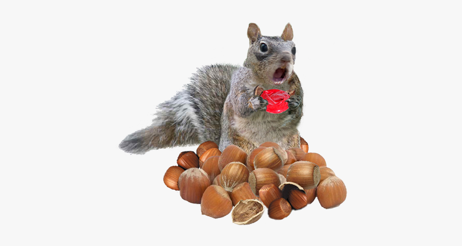 Fox Squirrel, Transparent Clipart