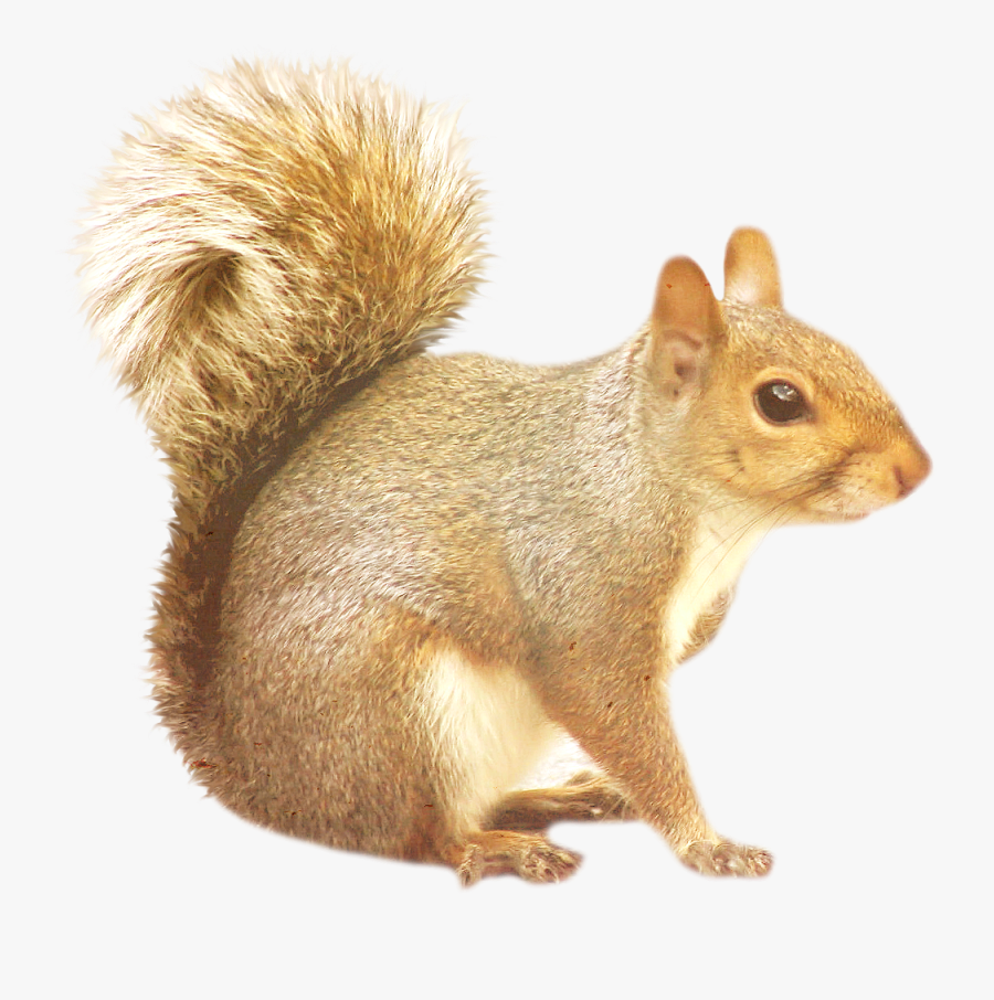 Squirrel Png - Transparent Background Squirrel Clipart, Transparent Clipart