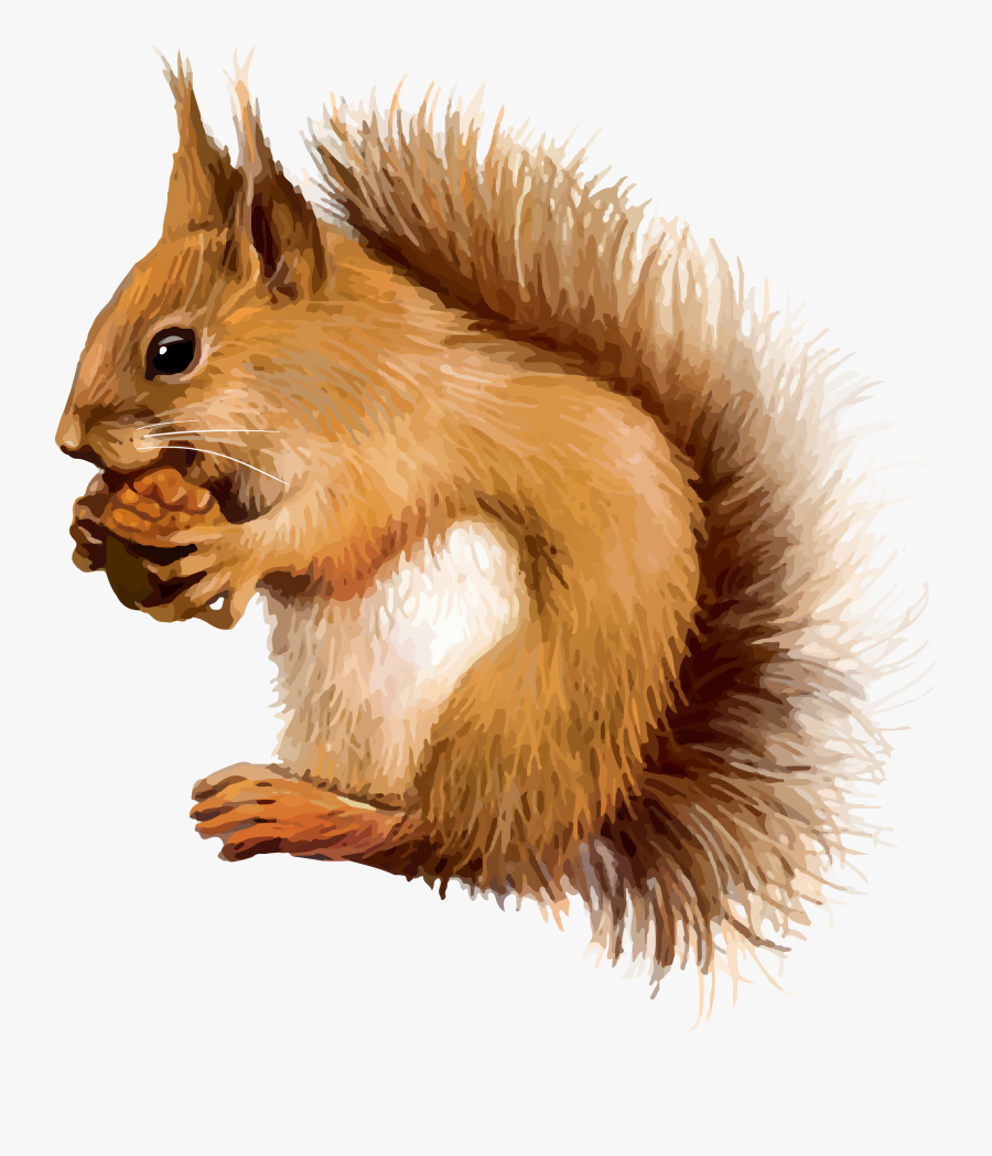 Red Squirrel Clip Art, Transparent Clipart