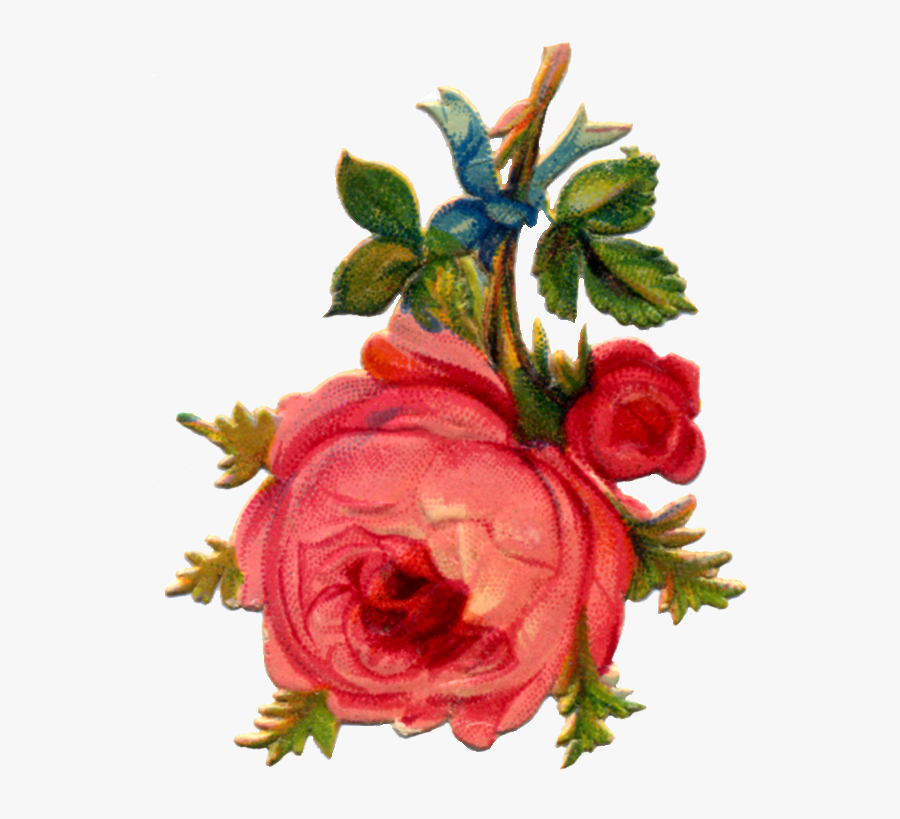Rose, Transparent Clipart