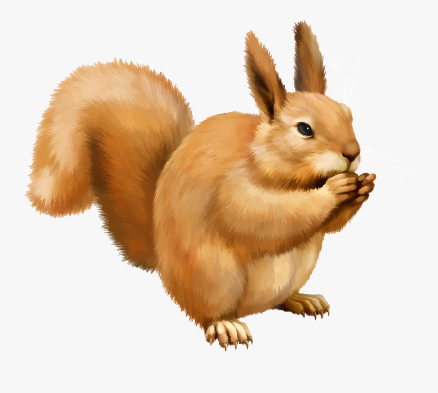 Squirrel Png - Белка Png, Transparent Clipart