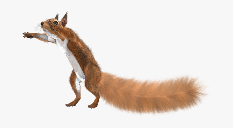 Swift Fox, Transparent Clipart