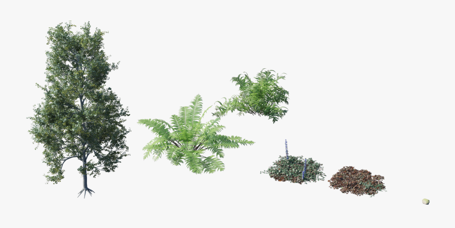 Forest Vegetation Png, Transparent Clipart