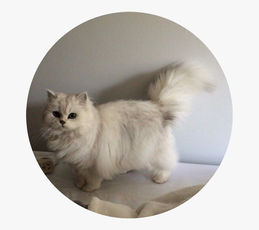 #tumblr #aesthetic #cat #kitty #fluffy #cataesthetic - Cat Aesthetic, Transparent Clipart