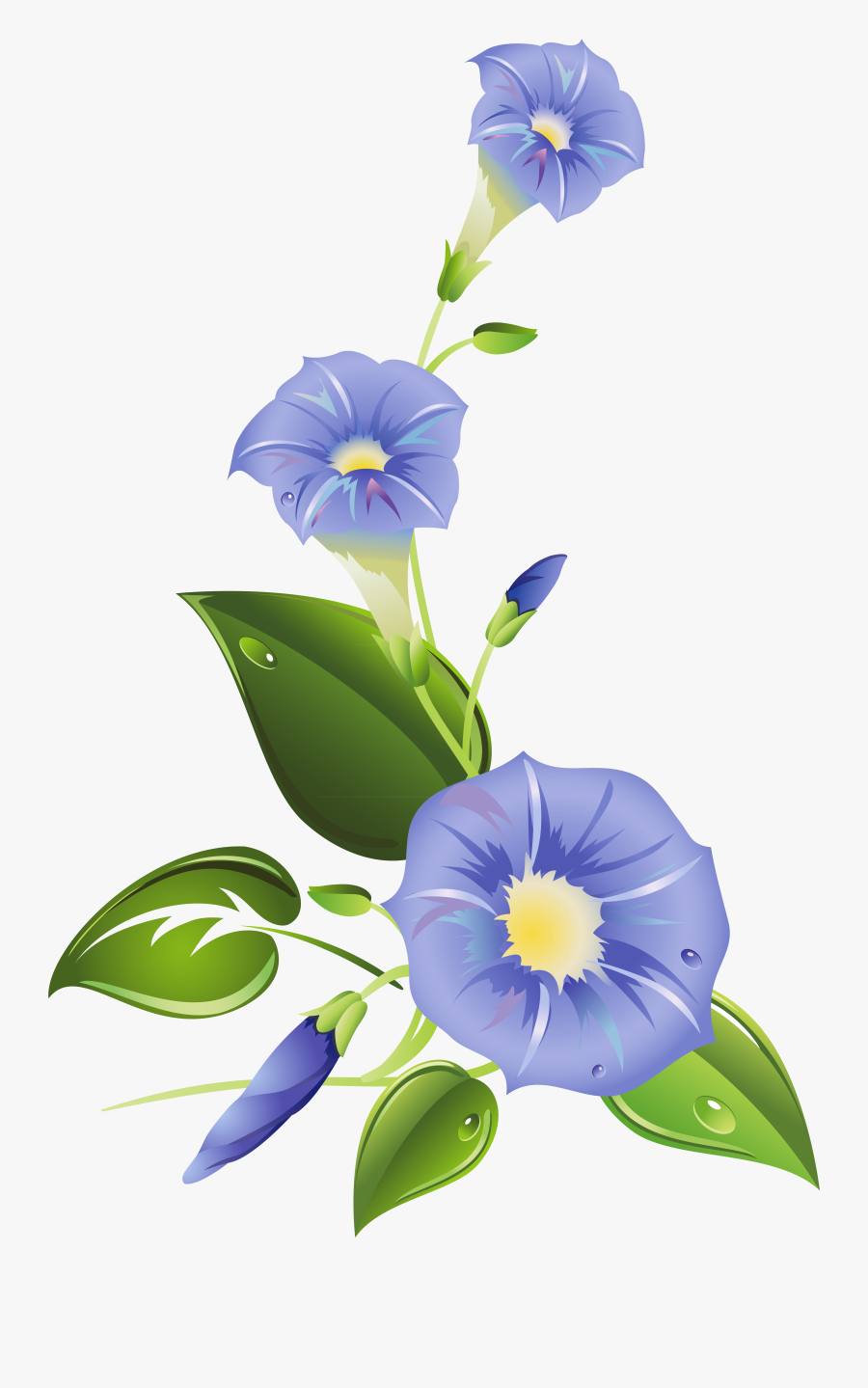 Ipomoea Purpurea Morning Glory Ipomoea Indica Ipomoea, Transparent Clipart