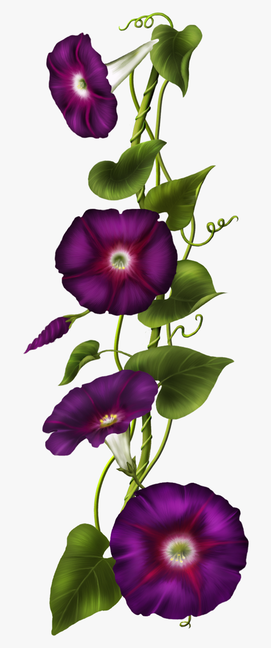 Morning Glory Clipart, Transparent Clipart