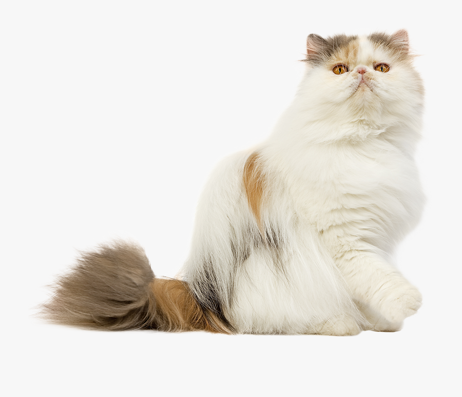 Clip Art Persian Cat Clipart, Transparent Clipart