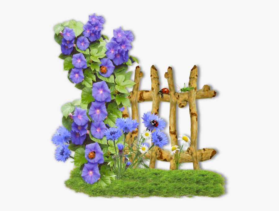 Morning Glory Clipart, Transparent Clipart