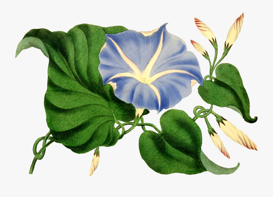 Plant,flora,flower, Transparent Clipart