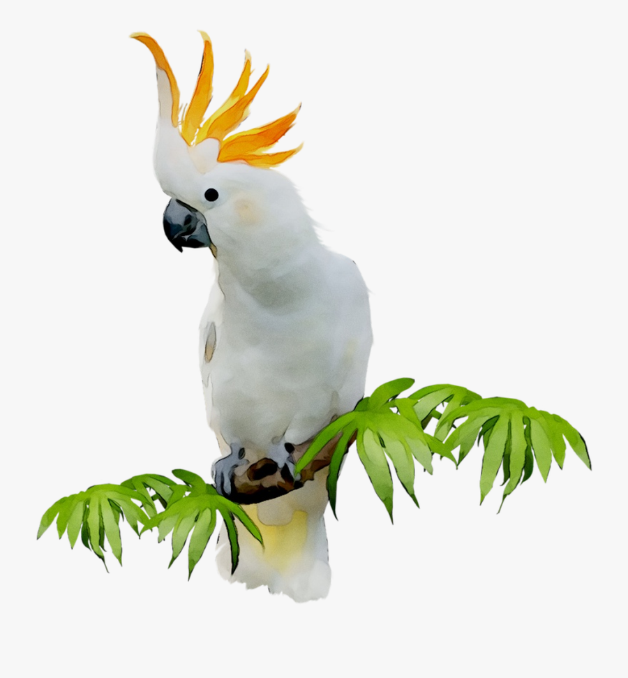 Sulphur-crested Cockatoo Clip Art Portable Network, Transparent Clipart