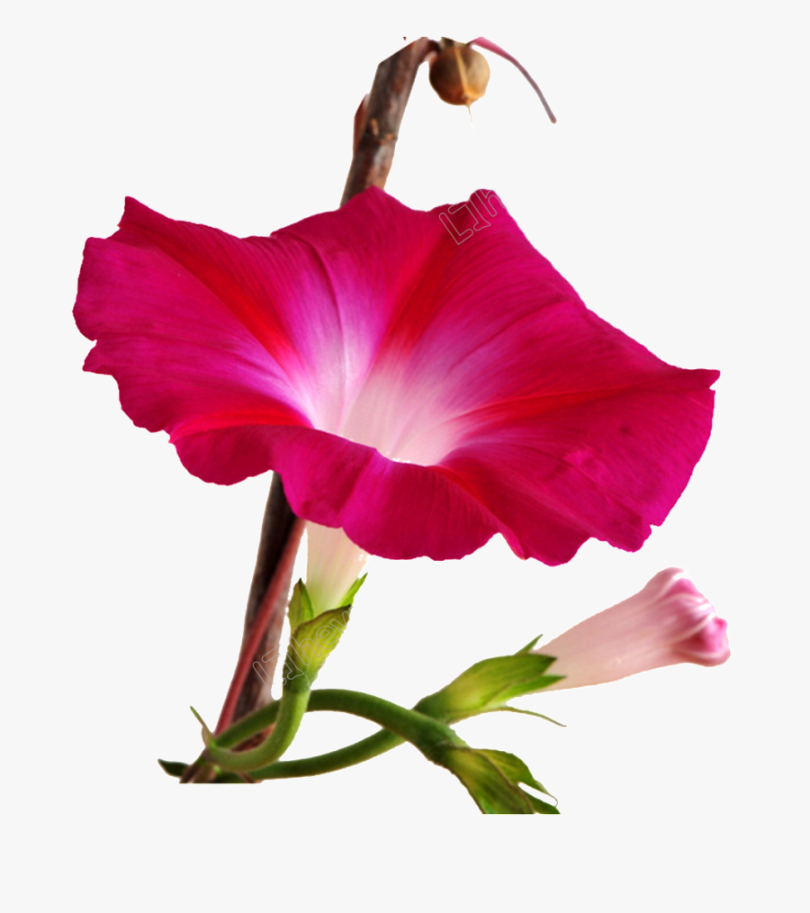 Morning Glory Family, Transparent Clipart