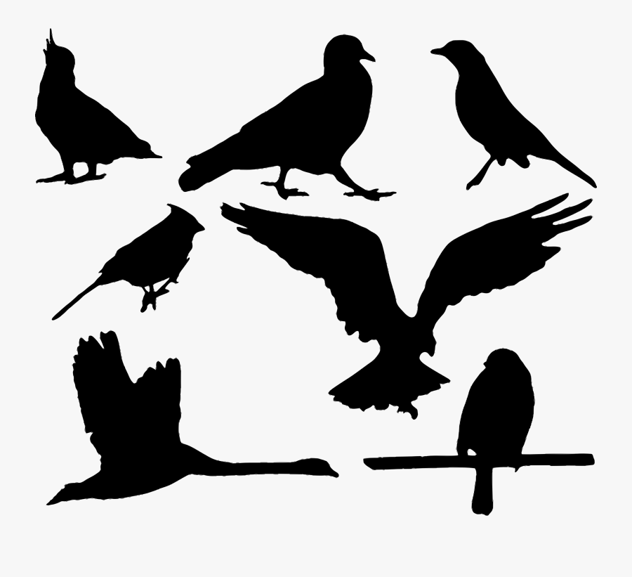 Bird Silhouette Eagle, Transparent Clipart