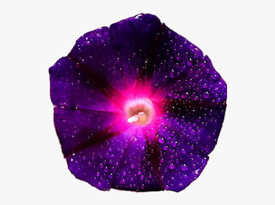 #purple #pink #galaxy #flower #flowers #morningglory, Transparent Clipart