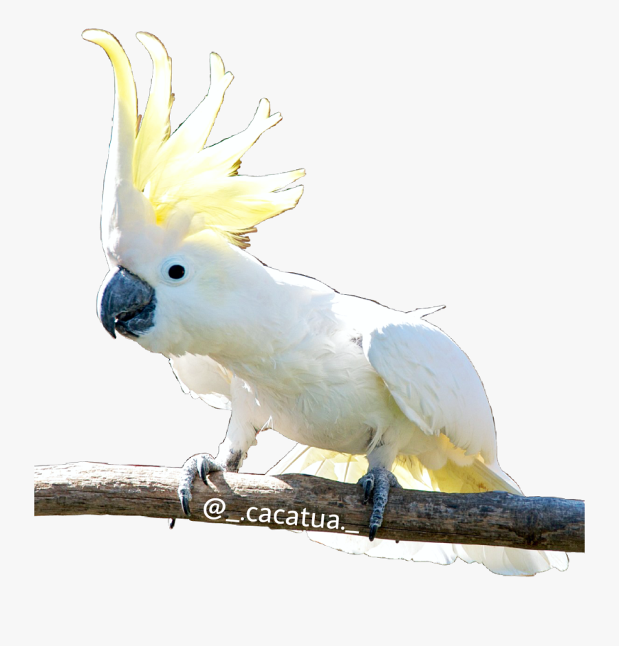 #cacatua #kktua #cacatúa #cockatoo #cacatoès #kakadu, Transparent Clipart