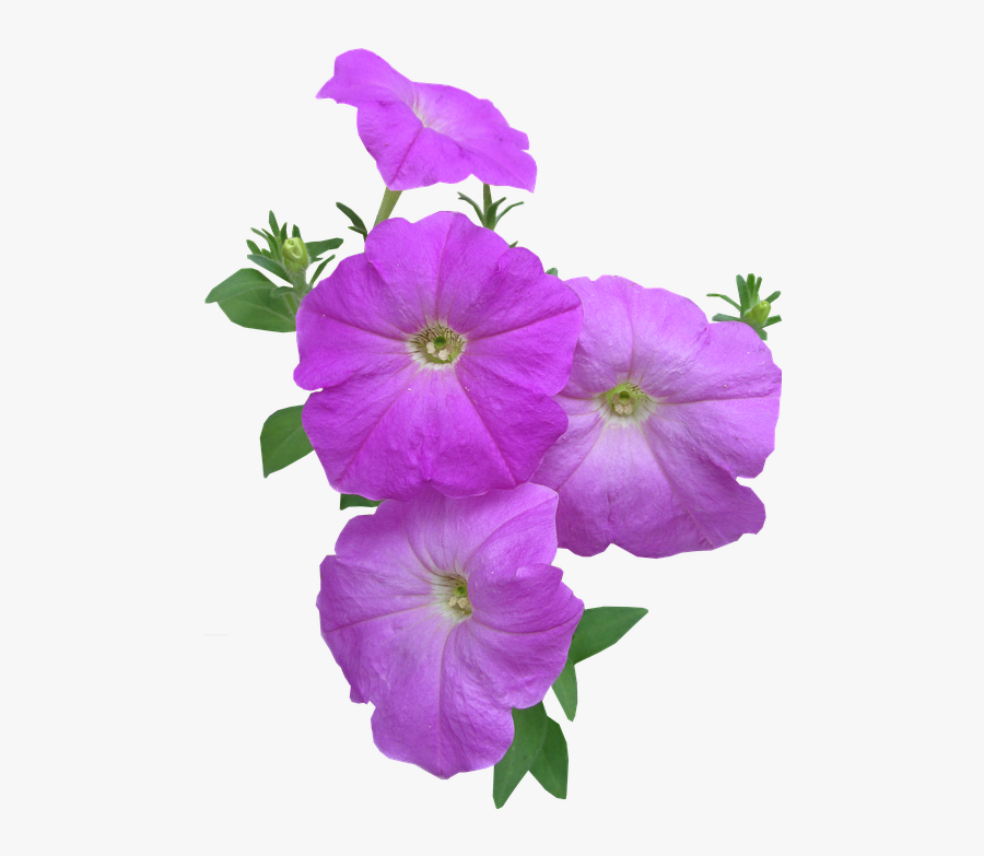 Flower,flowering Glory Family,morning Glory,morning, Transparent Clipart