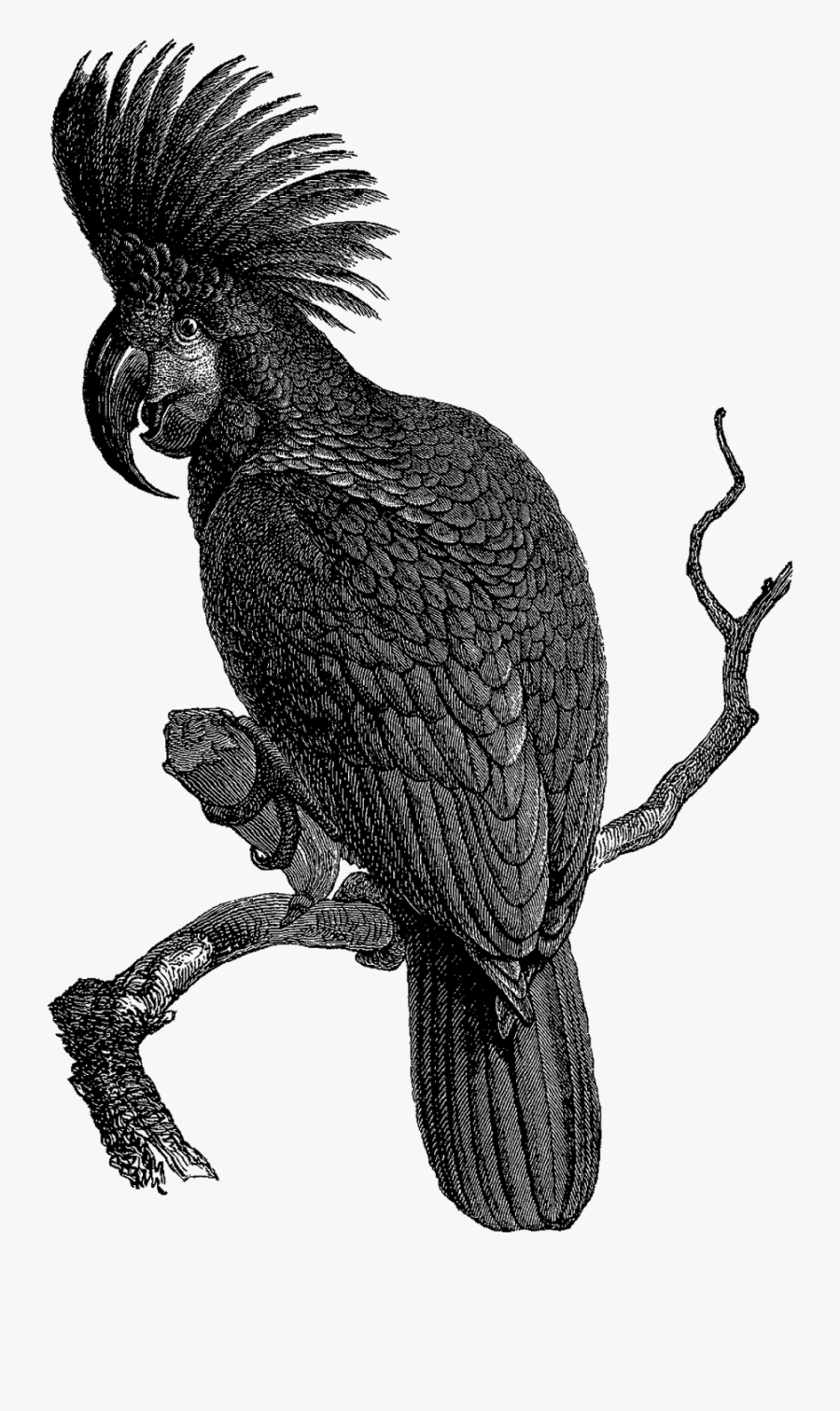 Cockatoo Clipart, Transparent Clipart