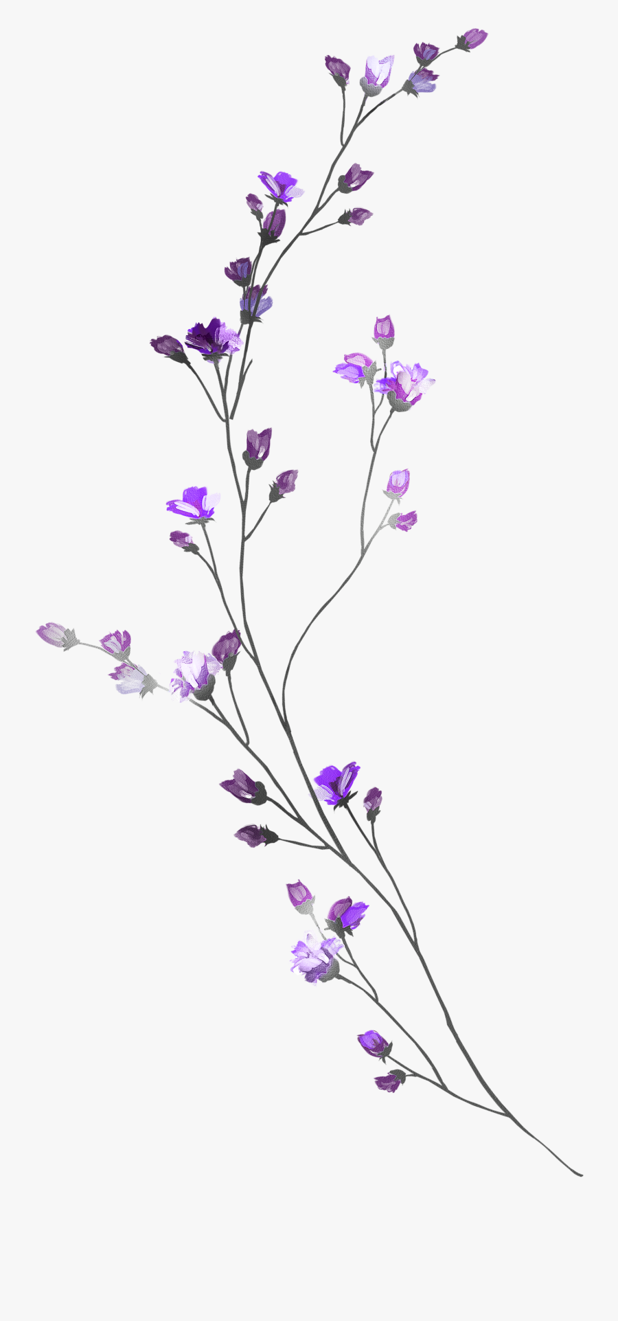 Morning Glory Clipart, Transparent Clipart