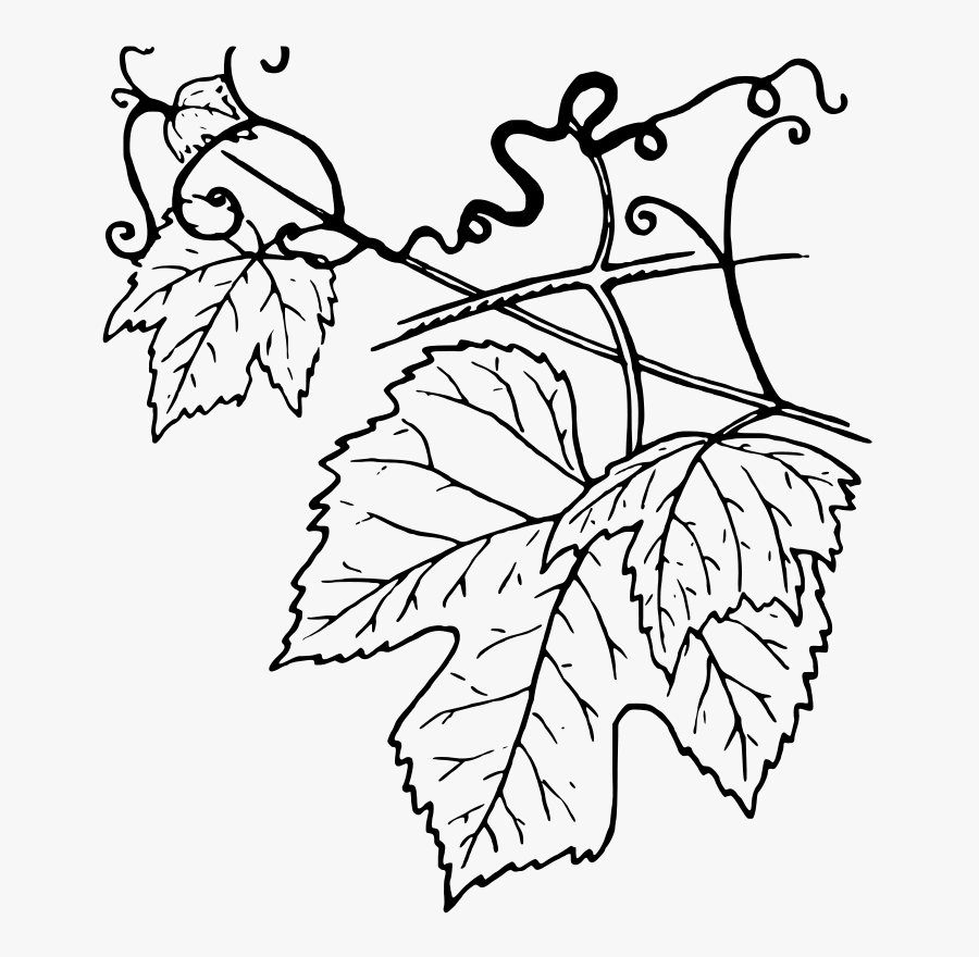 Tendril, Transparent Clipart