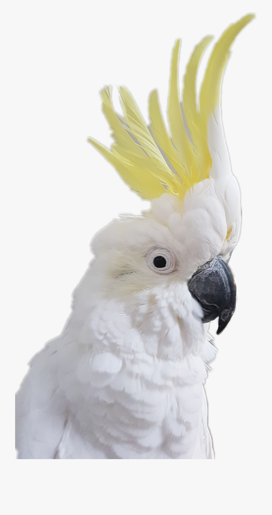 #bird #parrot #cockatoo, Transparent Clipart