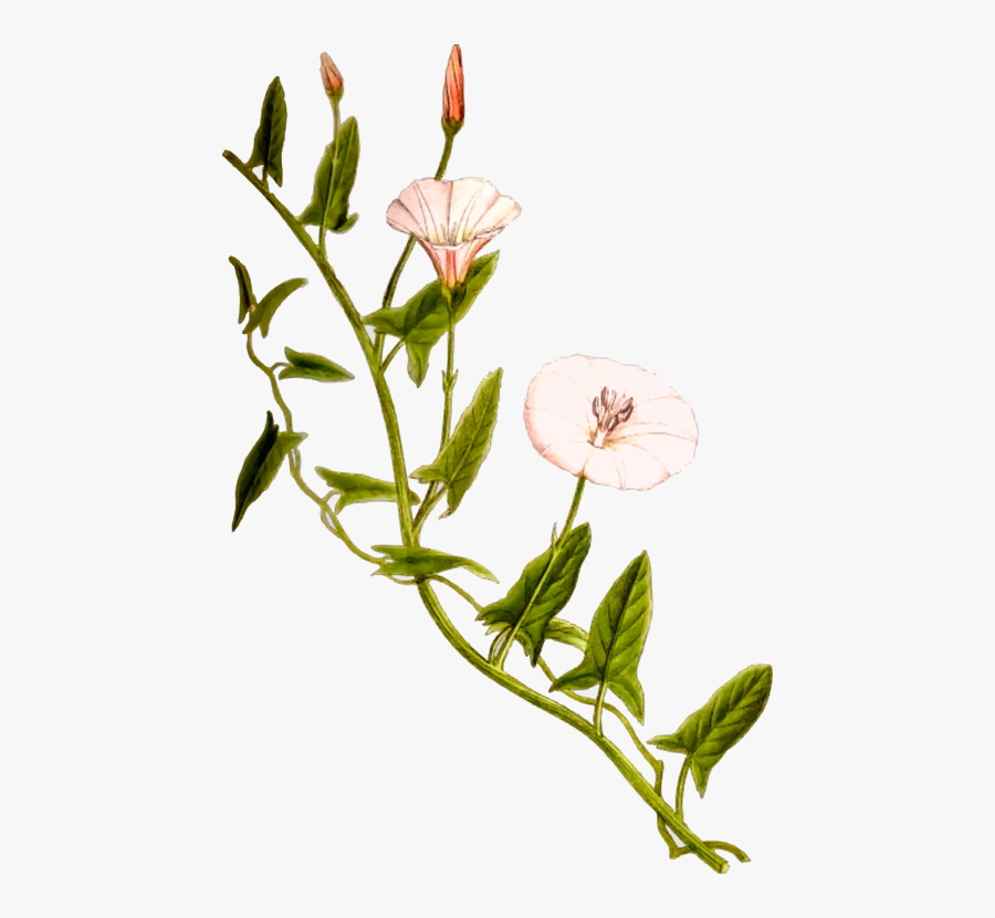 Plant,flora,branch, Transparent Clipart
