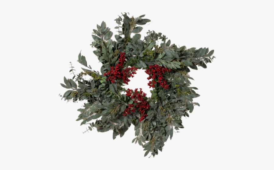 Vines Clipart Eucalyptus - Rose, Transparent Clipart